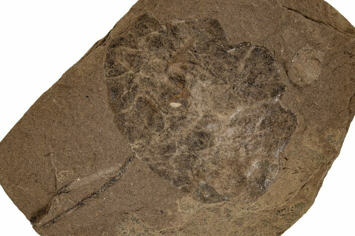 Miocene Fossil Leaf (Populus) - Idaho #189553